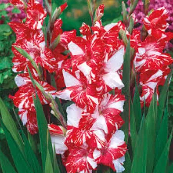 Red Gladiolus Flower